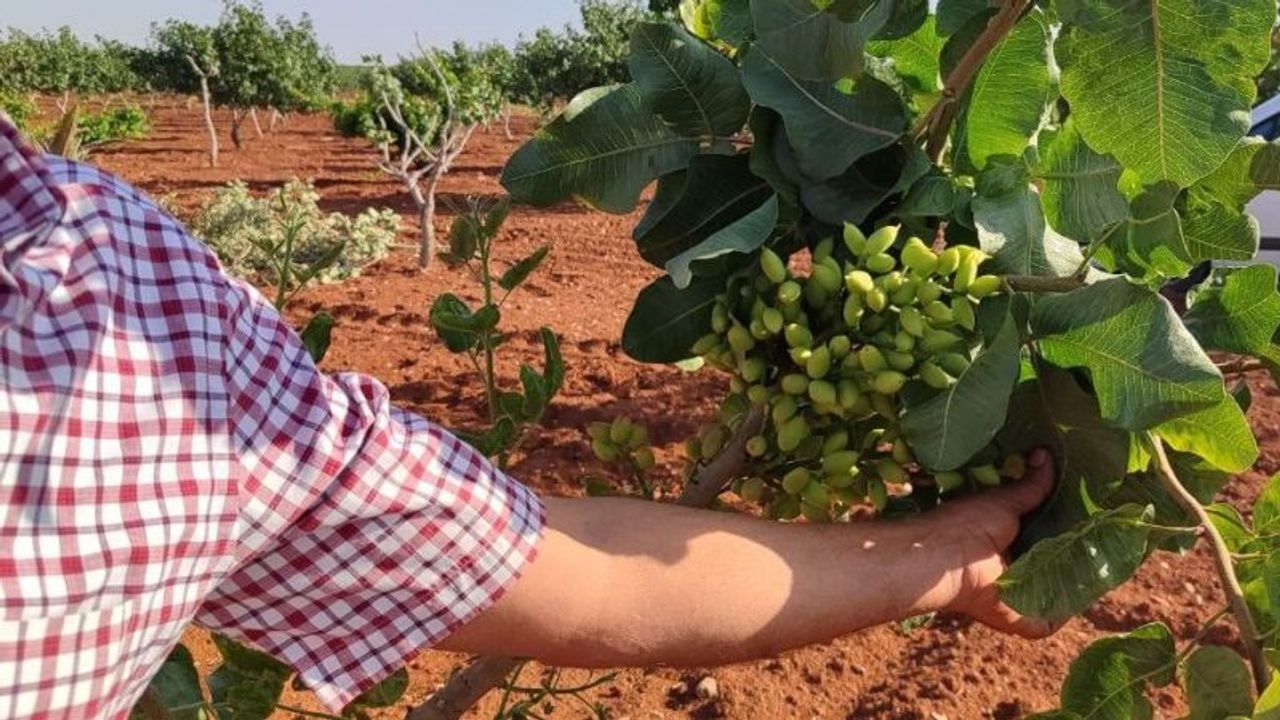 Gaziantep’te fıstık üreticileri gözlerine inanamadı