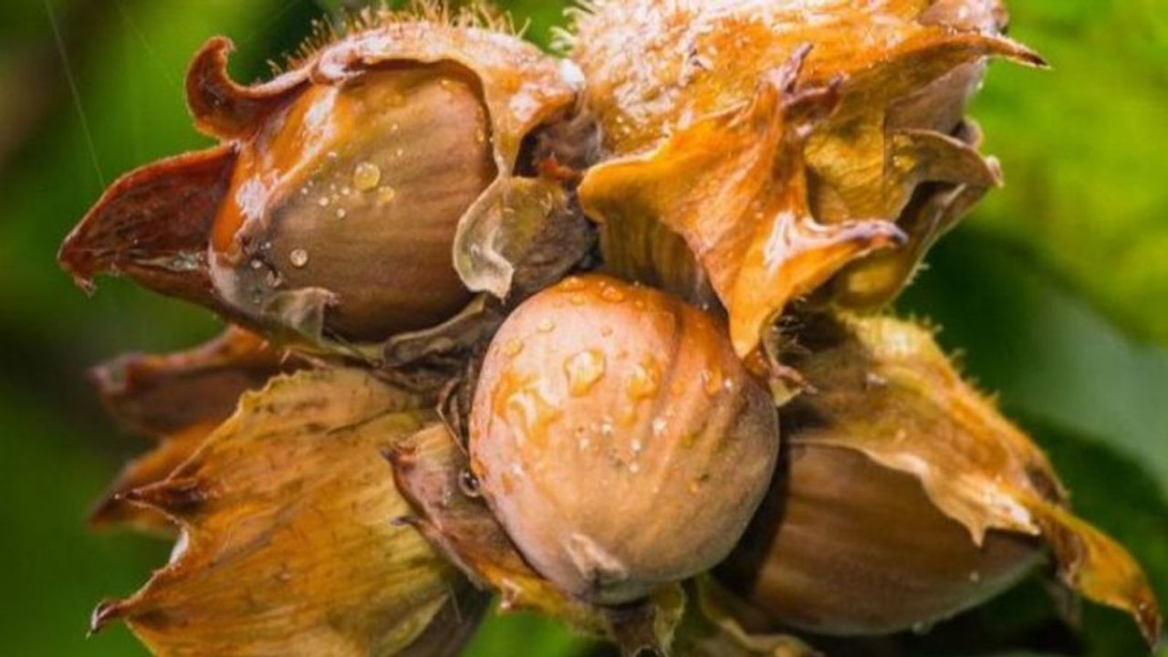 Fındık alım fiyatları belli oldu