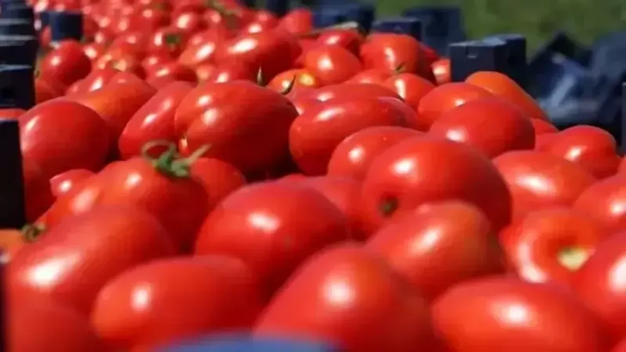 10 kilo domatesten kaç kavanoz konserve çıkar? 10 kilo domatesten kaç kavanoz menemen, sos çıkar?