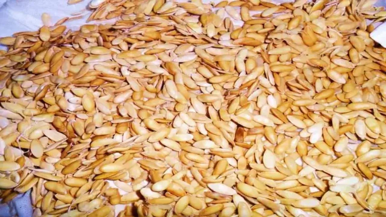 Kavun çekirdeği yenir mi? Kavun çekirdeklerinin faydaları nelerdir?