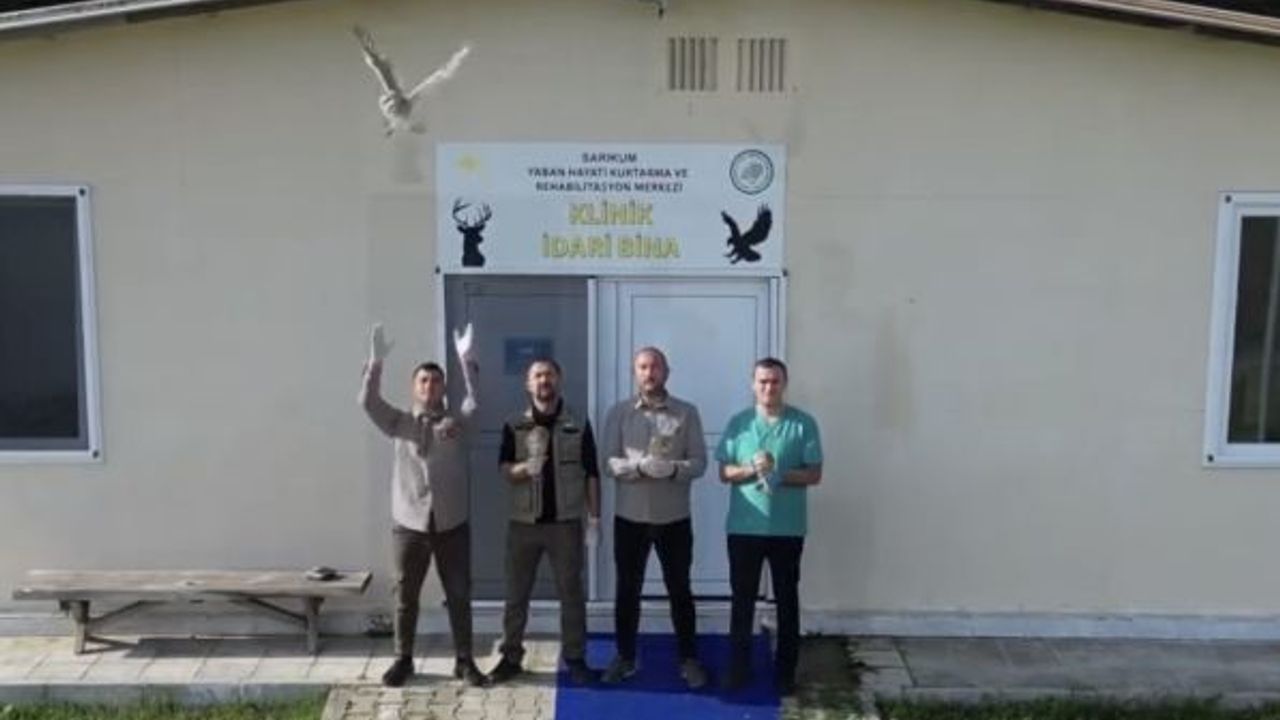 Tdavisi Tamamlanan 4 Baykuş Doğaya Salındı
