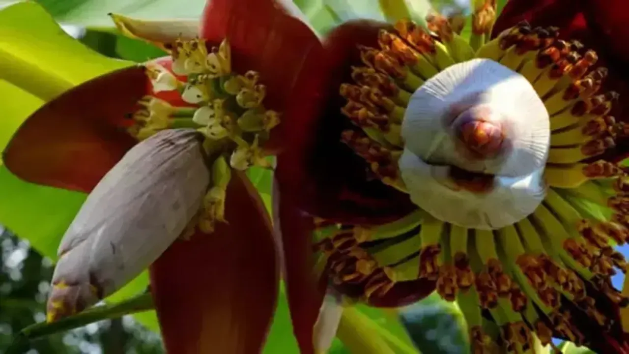 Muz Çiçeğinin Faydaları Nelerdir? Muz Çiçeği Nasıl Tüketilir?