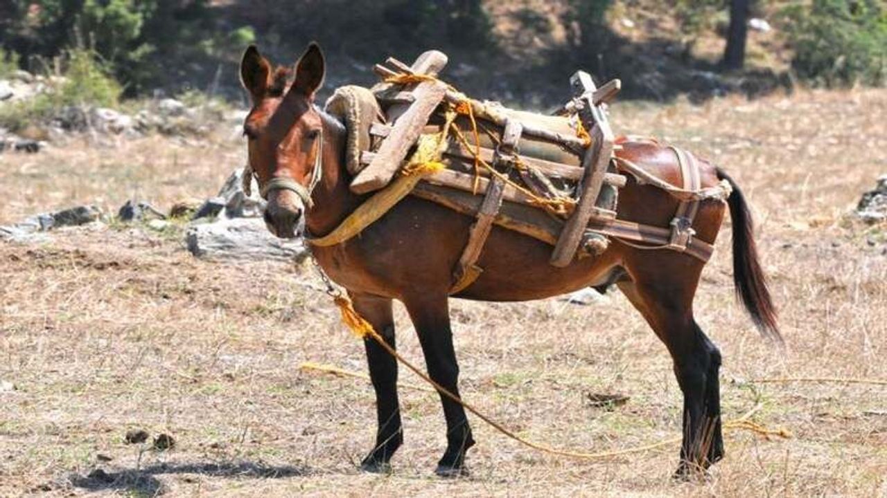 Katır Hangi Hayvanın Yavrusu? Rüyada Katır Görmek Neyi İşaret Eder?