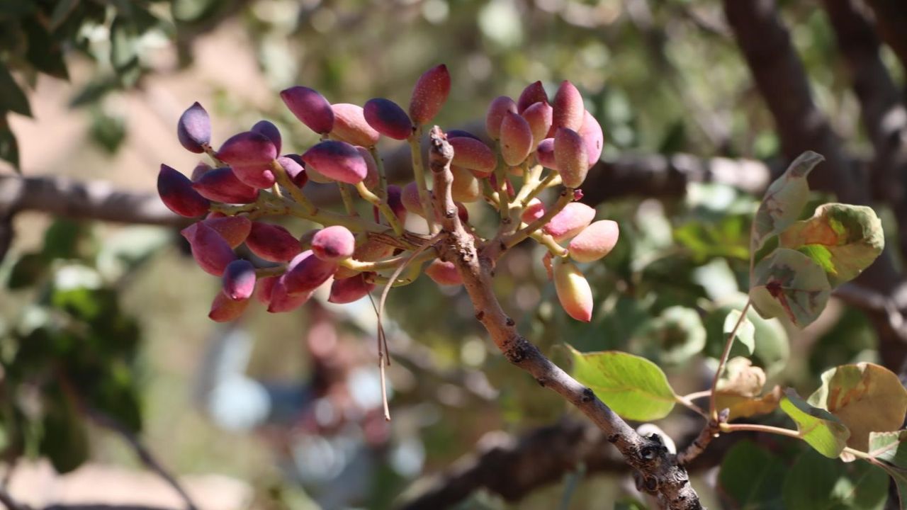 Antep Fıstığı Coşkusu Başladı!