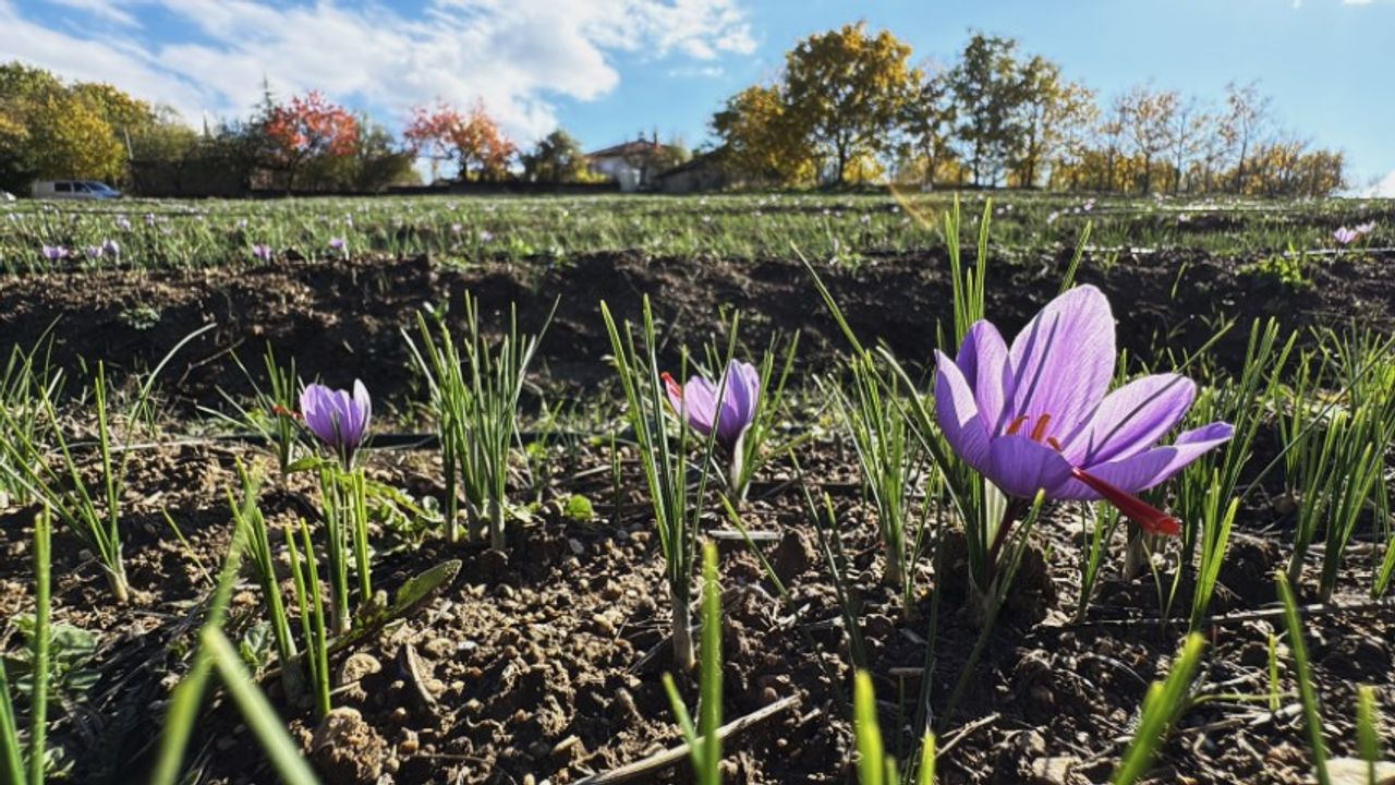 Kilosu 600 Bin TL'den Satılacak!