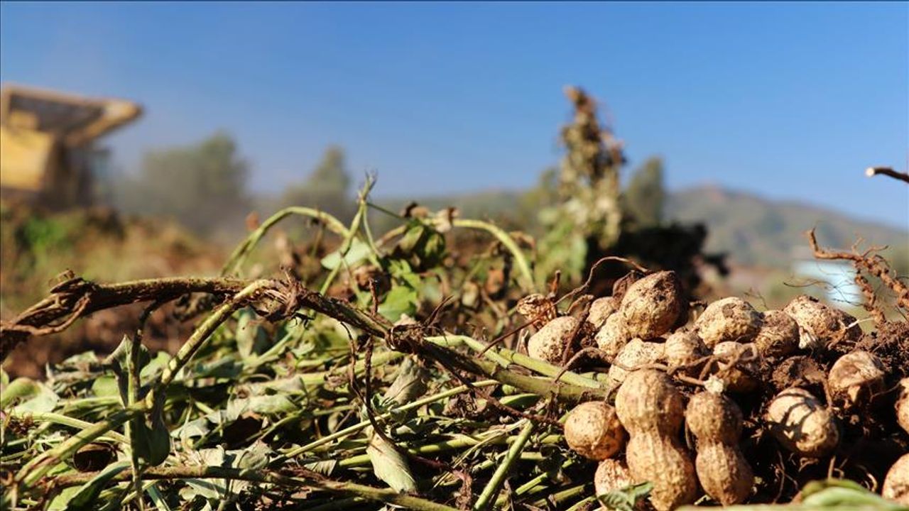 Yer Fıstığı Tarladan Festivale Taşındı