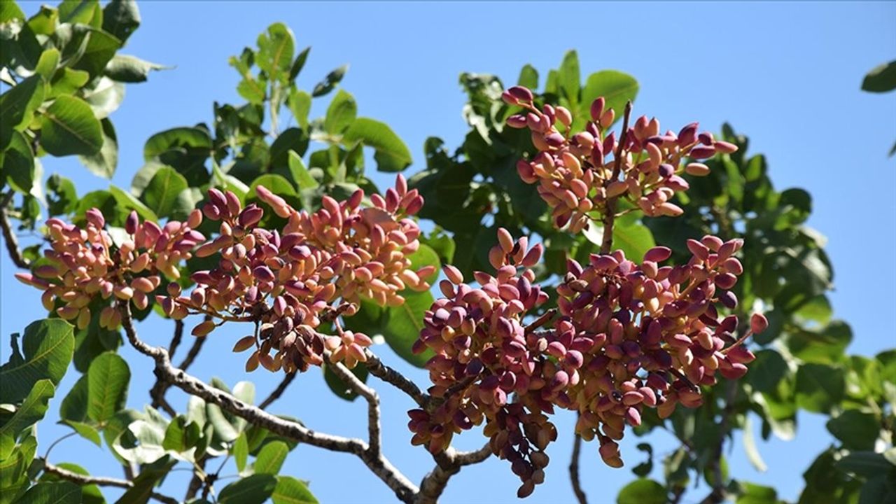 Üretici Tepkili, Tüccar Temkinli