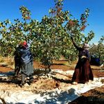 Gaziantep'te Fıstık İşçilerinin Yevmiyesi Belli Oldu