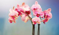 Çiçeklerin Şahı Orkidenin Bakım Sırları ve İpuçları