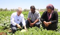 Gaziantep'te İlk Hasadın Meyveleri Toplandı