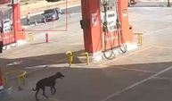Gaziantep’teki silahlı kavga kamerada