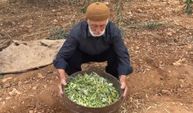 Oğuzeli’nde zeytin hasadı başladı