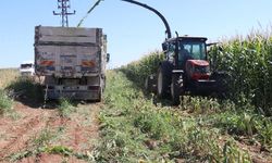 Yüksek proteinli mısır silajı daha fazla verim sağlıyor