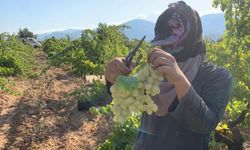 Antep karası üzümünde hasat zamanı