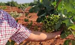 Gaziantep’te fıstık üreticileri gözlerine inanamadı