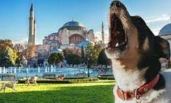 Ezan Okunurken Köpekler Neden Ulur? Hiç Merak Ettiniz Mi?