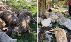 Muhtarın ihbarıyla köye koşan ekipler korkunç manzarayla karşılaştı.. Sebebi bu kez kurt değil!