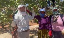 İlk hasat davul zurna eşliğine başladı