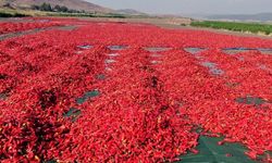 Gaziantep'te en acı hasat başladı!