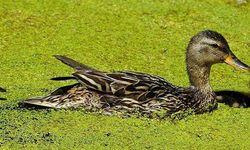 Rüyada ördek yavrusu görmek ne anlama gelir? Rüya Tabirleri