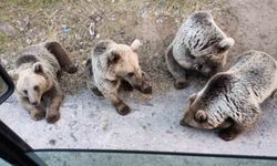 Akıl alır gibi değil! Ayıya bakın ne verdi!