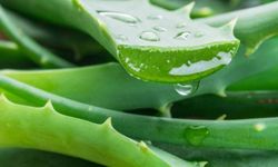 Aloe Vera Faydaları Nelerdir?