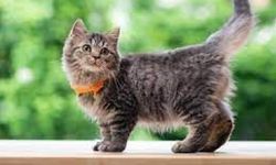 Kedi köpeklerde mantar hastalığına dikkat! Tedavisi var mı?