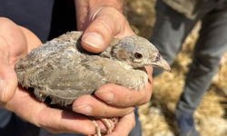 Kınalı keklikler doğaya bırakıldı