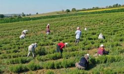 Tıbbi ve aromatik bitkilerin hasadı başladı