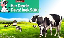 Her Derde Şifa! İnek Sütü... 