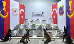 2 milyon 33 bin 815 kök kenevir ele geçirildi