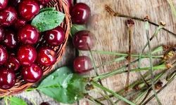 Vişne sapının faydaları nelerdir? Vişne sapı ne işe yarar?