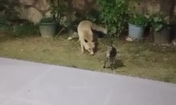  Tilki ve kedilerin bir arada beslendiği görüntüler kayıt altına alındı!