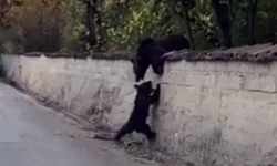 Ayı ve yavrusu Safranbolu’da şehre indi