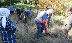 100 adet yabani meyve fidanı dikildi