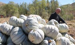 Ata tohumuyla üretilen bal kabağı görenleri şaşarttı!