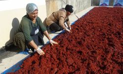 Depremin vurduğu İslahiye'de kadınlar yöresel ürün mesaisinde 