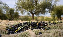 Zeytin Nasıl Hasat Edilir? Zeytin Toplarken Nelere Dikkat Edilmeli!