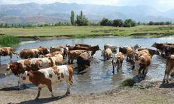 Hayvancılık Destekleme Başvuru Tarihleri Açıklandı