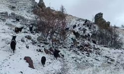 Kar Ve Tipiye Yakalanan Hayvan Sürüsü Güçlükle Köye Ulaştırıldı