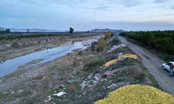 Tonlarca Limon Dere Yatağına Döküldü! Nedenini Duyunca Şok Olacaksınız