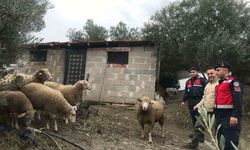 Çiftçinin İmdadına Jandarma Yetişti!