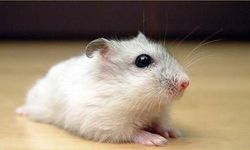 Hamster Nedir? Evde Beslenir Mi? Türleri Neler?  