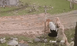 Sokak Köpekleri Yaşlı Kadına Kabusu Yaşattı! Valilikten Flaş Açıklama! Kuduz Teşhisi Konuldu Mu?