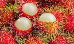 Rambutan Meyvesi Nedir? Faylarını Duyunca Çok Şaşıracaksınız? 