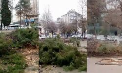 Gaziantep'te Şehrin Göbeğinde Ağaç Katliamı