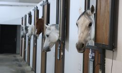 Atlara "Beş Yıldızlı" Otel Hizmeti! Ücretini Duyan Kulaklarına İnanamadı