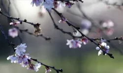 İlk cemre ne zaman düşecek, 2024 cemre düştü mü, ne zamana kadar düşecek?