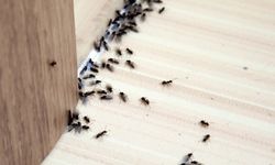 Karıncalara Karşı Kesin Zafer: Evlerinizi Korumanın En Etkili Yolu