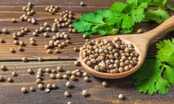 Kişnişin Sağlığa Faydaları: Lezzetli ve Şifalı Bitki